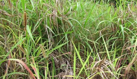 grass in the philippines|15 common forage grasses and legumes in the Philippines.